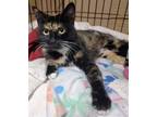 Adopt Emma (So Sweet) a Calico or Dilute Calico Domestic Shorthair / Mixed