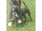 Adopt Dorian a Gray/Blue/Silver/Salt & Pepper Weimaraner / Mixed dog in Slidell