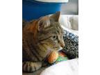 Adopt SHELDON a Brown Tabby Domestic Shorthair / Mixed (short coat) cat in