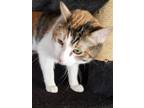 Adopt Cali a Calico or Dilute Calico Calico / Mixed (short coat) cat in