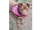 Adopt Archie a Shar Pei / Labrador Retriever / Mixed dog in Dana Point