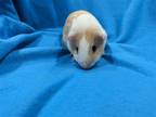 Adopt Rio a Multi Guinea Pig (short coat) small animal in Baton Rouge