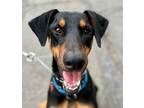 Adopt Dodger - Foster or Adopt Me! a Doberman Pinscher / Mixed dog in Lake