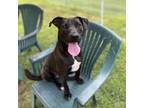Adopt Linden a Black Pointer / Mixed Breed (Medium) / Mixed dog in Columbus