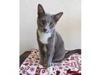 Adopt Taffy 3908 a Domestic Shorthair / Mixed cat in Vista, CA (37761788)