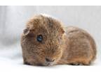 Adopt Twinkle a Guinea Pig small animal in St. Paul, MN (37522175)