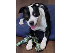 Adopt Oreo a Black - with White Mixed Breed (Large) / Mixed dog in Pensacola