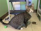 Adopt Warmouth a Domestic Shorthair / Mixed cat in Colorado Springs