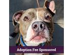 Adopt Pismo a Brindle Pit Bull Terrier / Mixed dog in Walnut Creek