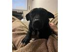 Adopt Macey a Black Labrador Retriever / Mixed dog in Fort Collins