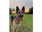 Adopt Gretchen* a German Shepherd Dog / Mixed dog in Pomona, CA (37681825)
