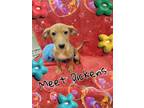 Adopt Dickens a Red/Golden/Orange/Chestnut Dachshund / Mixed dog in San Antonio