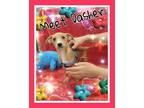 Adopt Dasher a Red/Golden/Orange/Chestnut Dachshund / Mixed dog in San Antonio