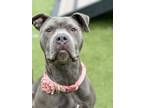 Adopt Nova a Gray/Blue/Silver/Salt & Pepper American Pit Bull Terrier / Mixed