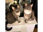Adopt Funyun & Zapps a Gray, Blue or Silver Tabby Domestic Shorthair / Mixed cat