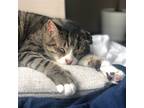 Adopt Finn a Gray, Blue or Silver Tabby Domestic Shorthair / Mixed (short coat)