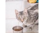 Adopt Grubhub a Brown or Chocolate Domestic Shorthair / Mixed cat in East