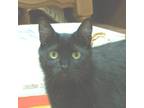 Adopt Juju a All Black Domestic Shorthair / Mixed (short coat) cat in