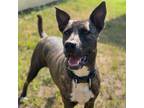 Adopt Carter a Brindle Dutch Shepherd / Mixed dog in Wadena, MN (37747160)