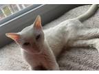 Adopt Francis a White Domestic Shorthair / Mixed (short coat) cat in Raleigh