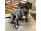 Adopt Cooper a Gray/Blue/Silver/Salt & Pepper American Staffordshire Terrier /