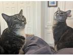 Adopt Hall & Oates: Dynamic Duo a Gray, Blue or Silver Tabby Domestic Shorthair