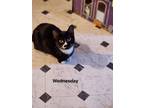 Adopt Wednesday and Pugsley courtesy post BONDED CATS a Black & White or Tuxedo
