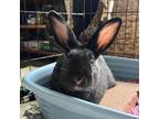 Adopt Jumper a Other/Unknown / Mixed rabbit in Walker, MI (37704429)