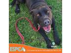 Adopt Brick a Black Labrador Retriever / Mixed dog in Enid, OK (37049022)