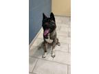 Adopt Bear a Akita / Mixed dog in Silver Spring, MD (30878090)