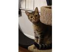Adopt Thistle a Brown Tabby Domestic Shorthair / Mixed (short coat) cat in