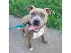Adopt Raymond a Brown/Chocolate Pit Bull Terrier / Mixed dog in East ST Louis