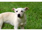 Adopt PUPPY BENELLI a White Labrador Retriever / Mixed dog in Franklin