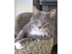 Adopt Pancake a Domestic Shorthair / Mixed (short coat) cat in Leonardtown