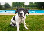 Adopt Maverick a White - with Black American Staffordshire Terrier / Pit Bull