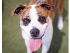 Adopt Rosie a American Pit Bull Terrier / Mixed dog in Oceanside, CA (35960568)