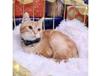 Adopt Jacked O' Lantern FIV (7806) and Salty Siren FIV (7805) bonded pair a