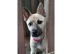 Adopt Holly a Dutch Shepherd, Cattle Dog