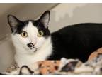 Adopt Lilly a All Black Domestic Shorthair / Domestic Shorthair / Mixed cat in