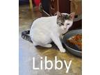 Adopt Libby a White (Mostly) Domestic Shorthair / Mixed (short coat) cat in