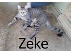 Adopt Zeke a Brown Tabby Domestic Shorthair / Mixed (short coat) cat in Mountain