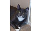 Adopt Rider a Gray or Blue (Mostly) Domestic Shorthair cat in Brewster