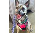 Adopt AUBREY a Brindle Plott Hound / Hound (Unknown Type) / Mixed dog in