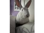 Adopt Salem a White New Zealand / Mixed (medium coat) rabbit in Great Neck