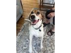 Adopt REMI a Tricolor (Tan/Brown & Black & White) Treeing Walker Coonhound /