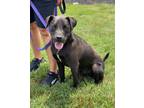 Adopt Duckie a Labrador Retriever / American Pit Bull Terrier / Mixed dog in