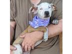Adopt DAISY & FOLIE a White - with Tan, Yellow or Fawn Catahoula Leopard Dog /