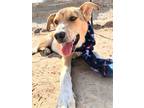 Adopt AIDEN a Merle Australian Cattle Dog / Mixed dog in Pena Blanca