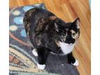 Adopt Rhoda a Calico or Dilute Calico Calico / Mixed (short coat) cat in