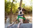 Adopt Maisy a Brown/Chocolate American Staffordshire Terrier / Mixed dog in